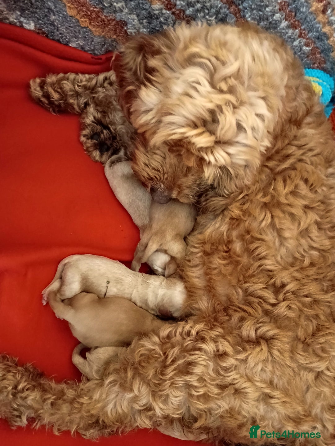 Cockapoo dogs for sale: Beautiful Cockapoo Pups  - Image 1