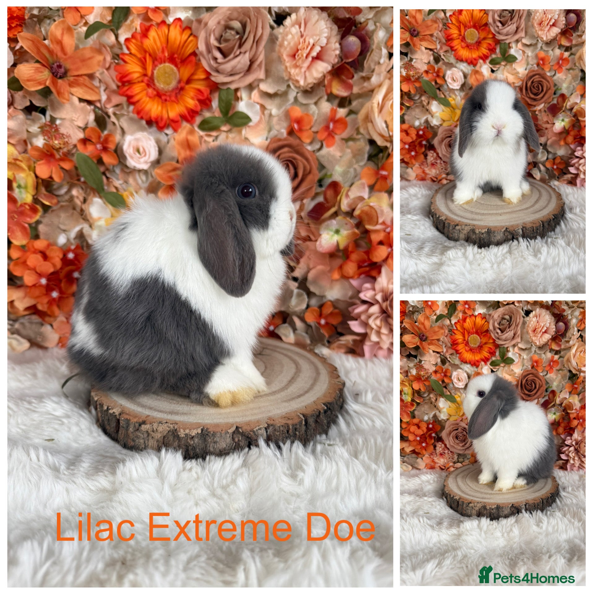 Mini Lop rabbits Vaccinated Purebred Minilops - Ready Now - Advert 6