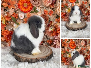 Mini Lop rabbits Vaccinated Purebred Minilops - Ready Now - Advert 6