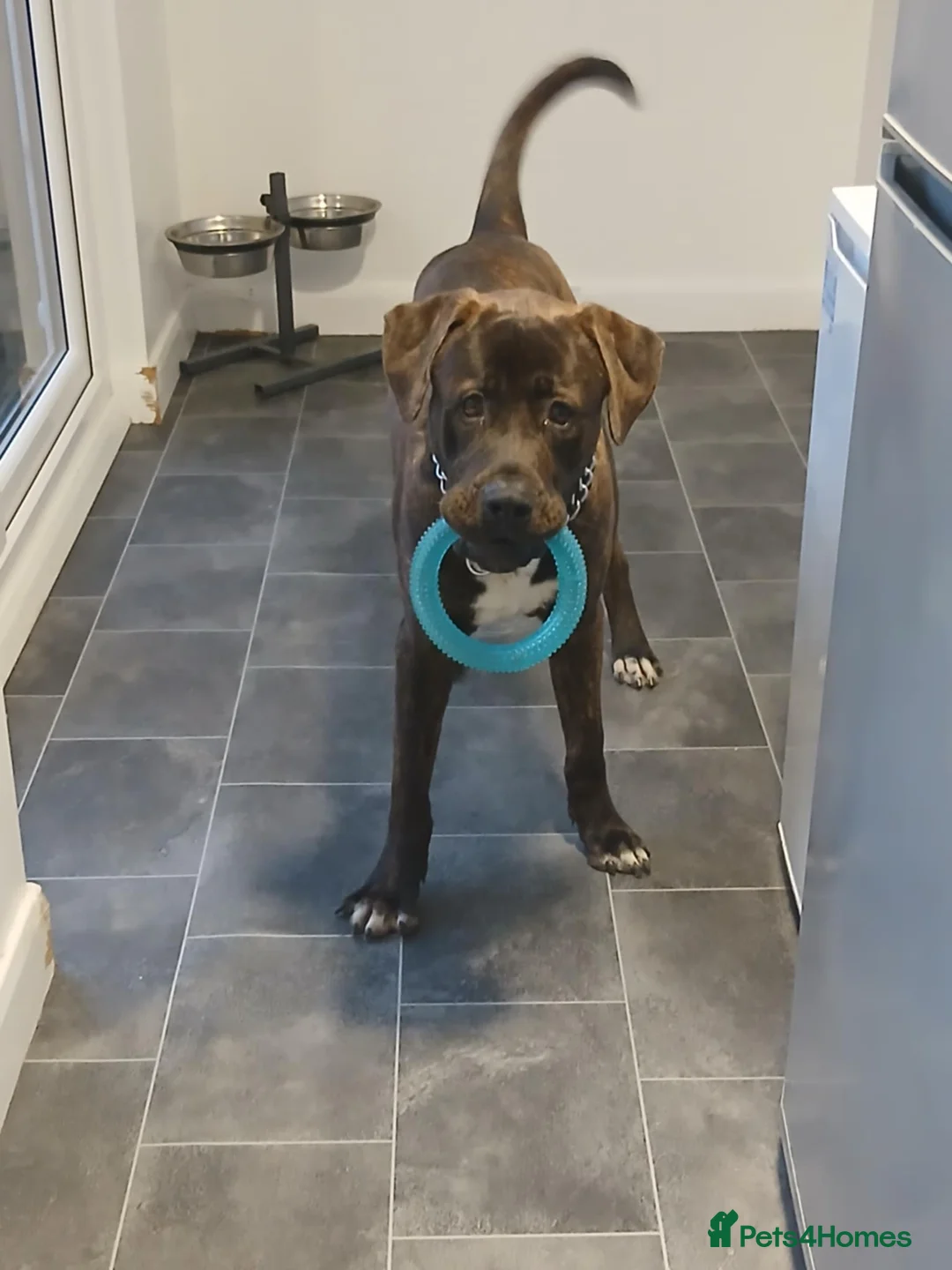 Presa Canario dogs for sale: 9-Month-Old Presa Canario Puppy - Advert 2