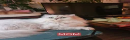 Persian cats for sale: Persian Chinchilla Kittens READY for Loving Homes - Advert 11