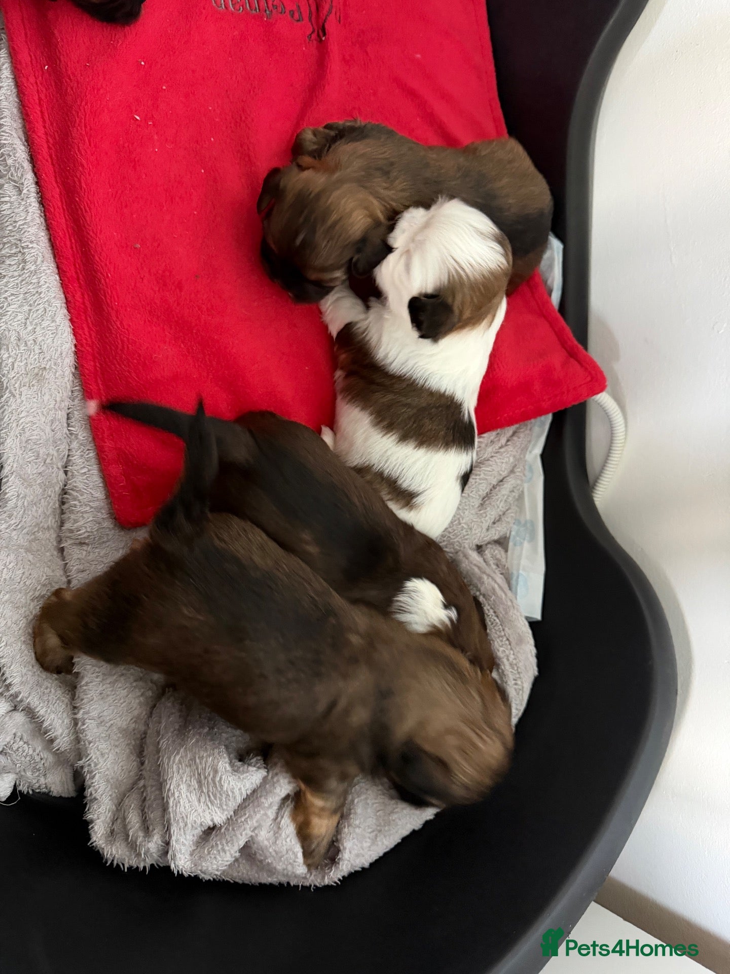 Lhasa Apso dogs for sale: Lovely lhasa apsos  - Advert 1