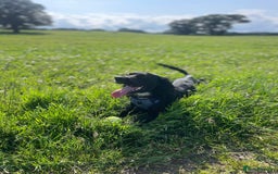 Sprocker dogs for sale: 9 month old Sprocker - Charlie - Image 4