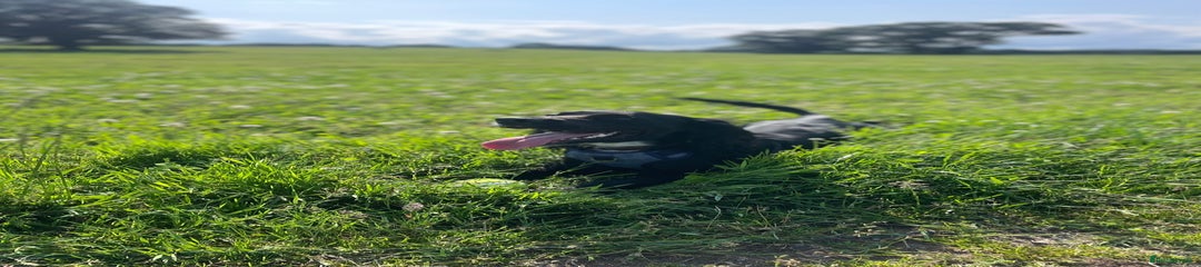 Sprocker Puppy 1