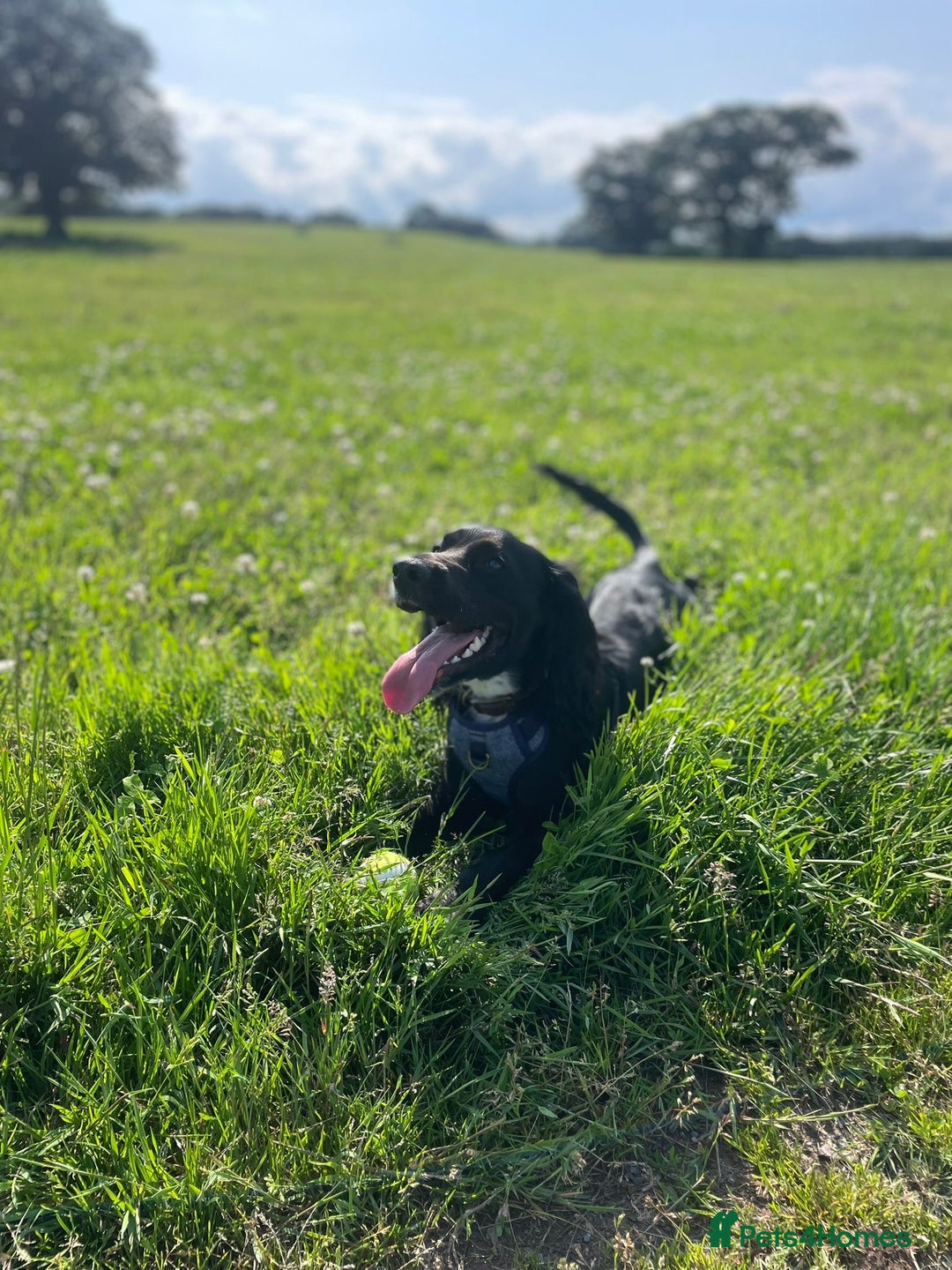 Sprocker dogs for sale: 9 month old Sprocker - Charlie - Image 4
