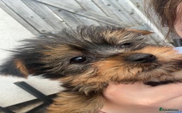 Yorkshire Terrier dogs for sale: Outstanding Yorkshire terriers - Image 13