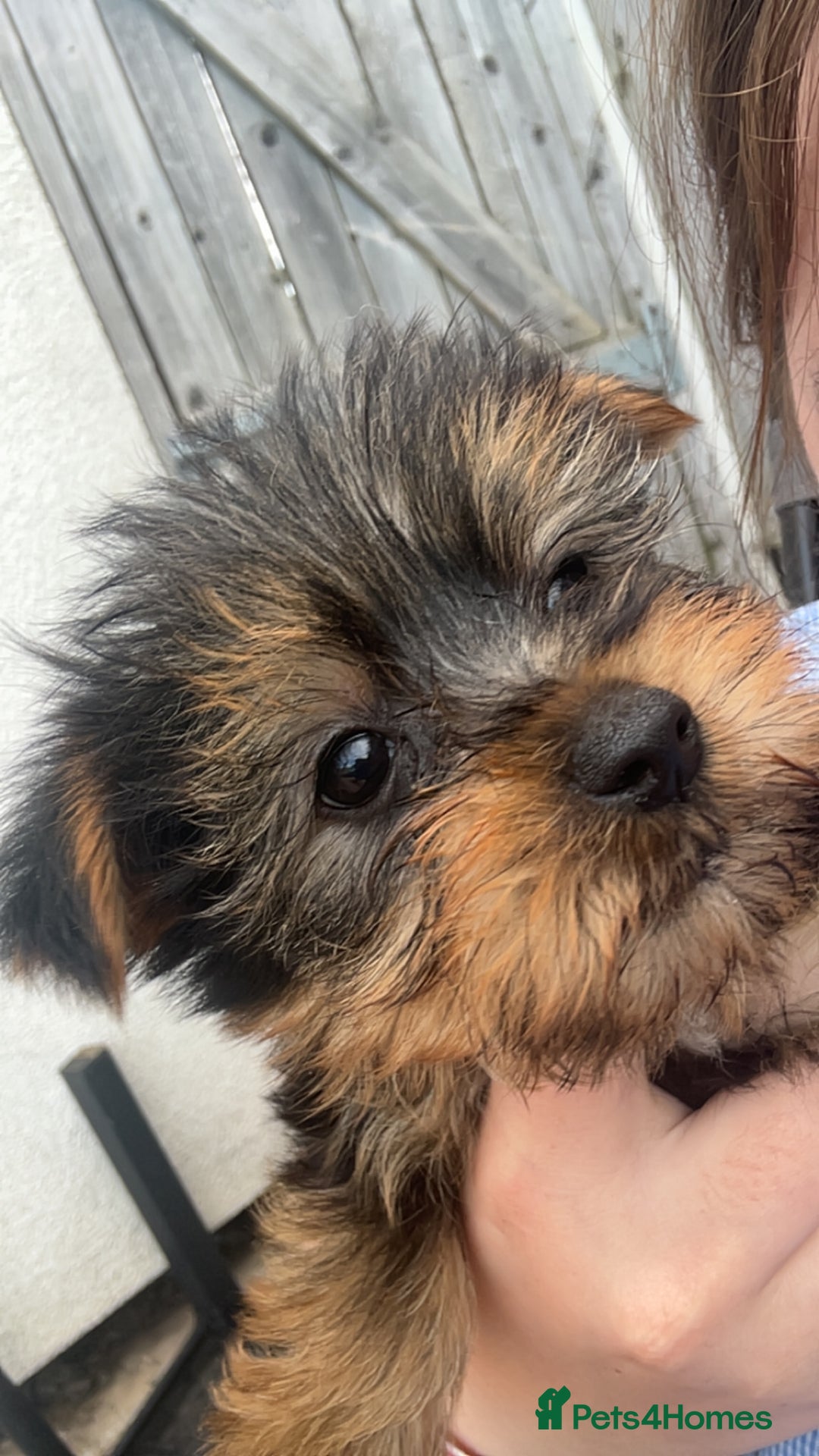 Yorkshire Terrier dogs for sale: Outstanding Yorkshire terriers - Image 13