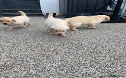 Golden Retriever dogs for sale: Beautiful KC reg Fluffy Golden Retriever Puppies - Image 18