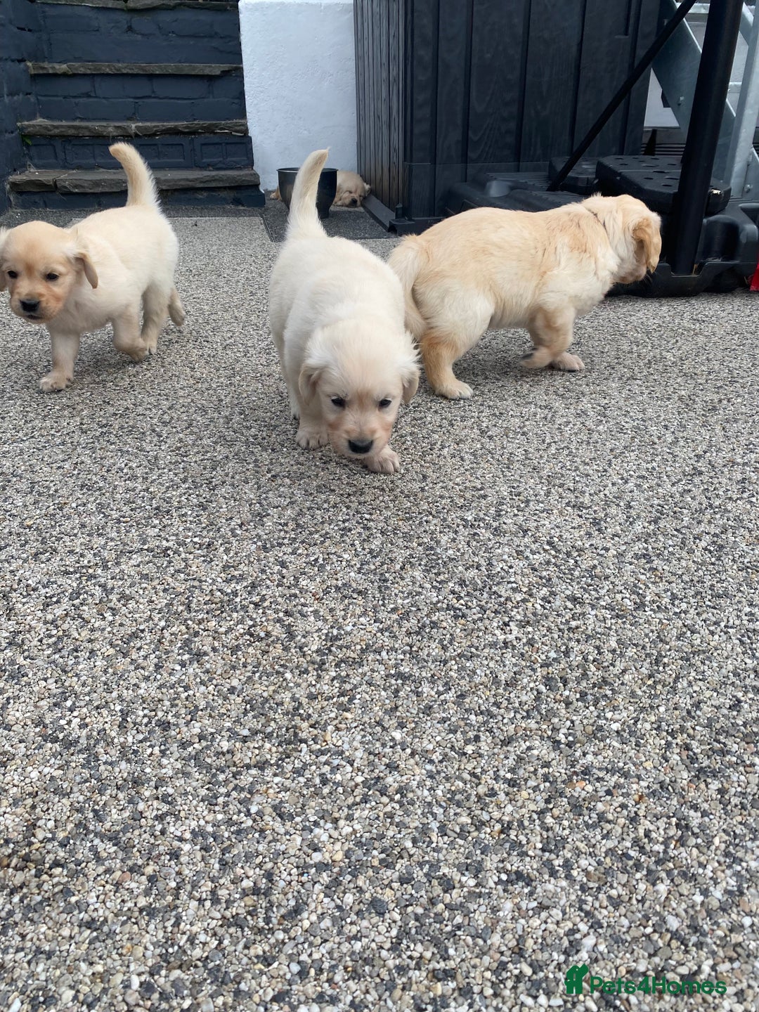 Golden Retriever dogs for sale: Beautiful KC reg Fluffy Golden Retriever Puppies - Image 18