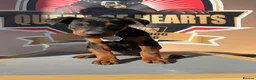 Chinese Red Dog dogs for sale: Stunning (Laizhou hong) Chinese red dog puppies  - Advert 9