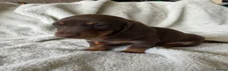 Miniature Dachshund dogs for sale: Beautiful kc miniature dachshund puppies - Advert 6