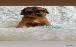 Cockapoo dogs for sale: F2B Red Cockapoos **BOTH PARENTS DNA CLEAR** - Image 28