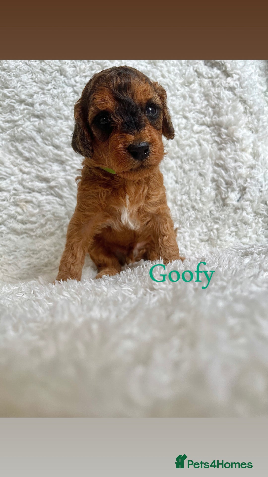 Cockapoo dogs for sale: F2B Red Cockapoos **BOTH PARENTS DNA CLEAR** - Image 28