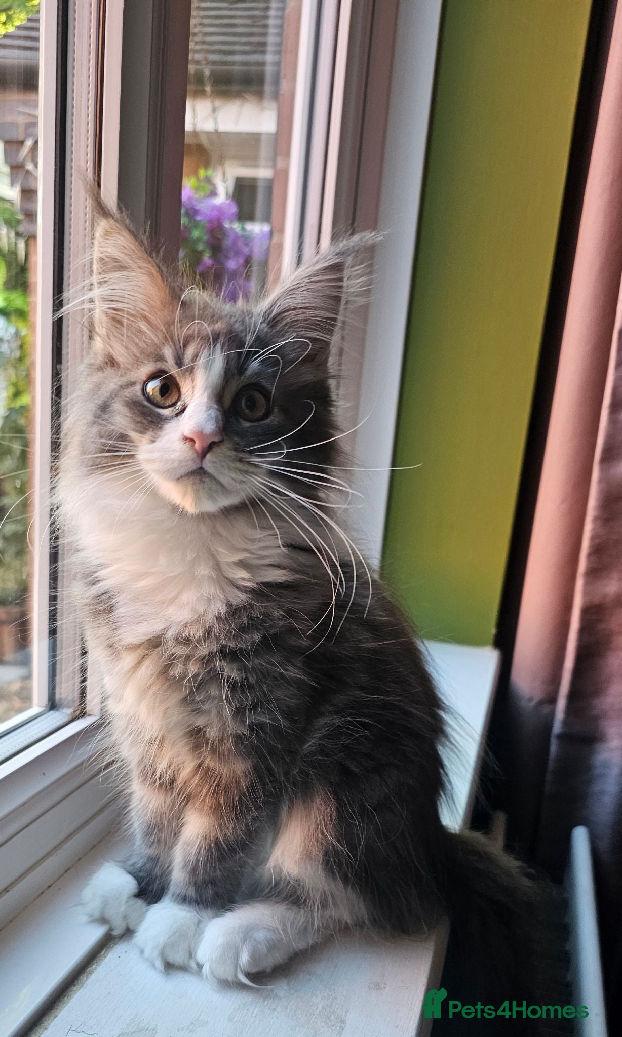 Maine Coon cats Pure Maine Coon Girls. European Lines - Advert 1