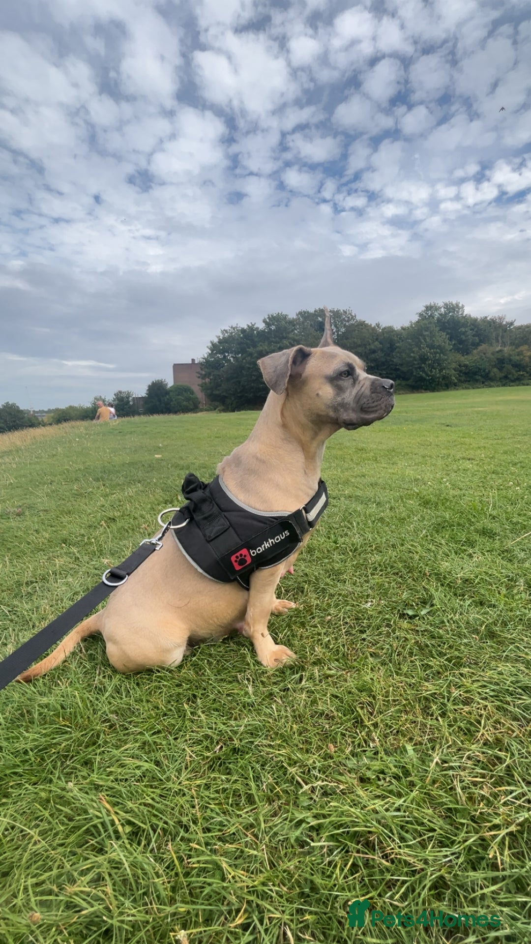 Mixed Breed dogs for sale: French bulldog mix - Image 5