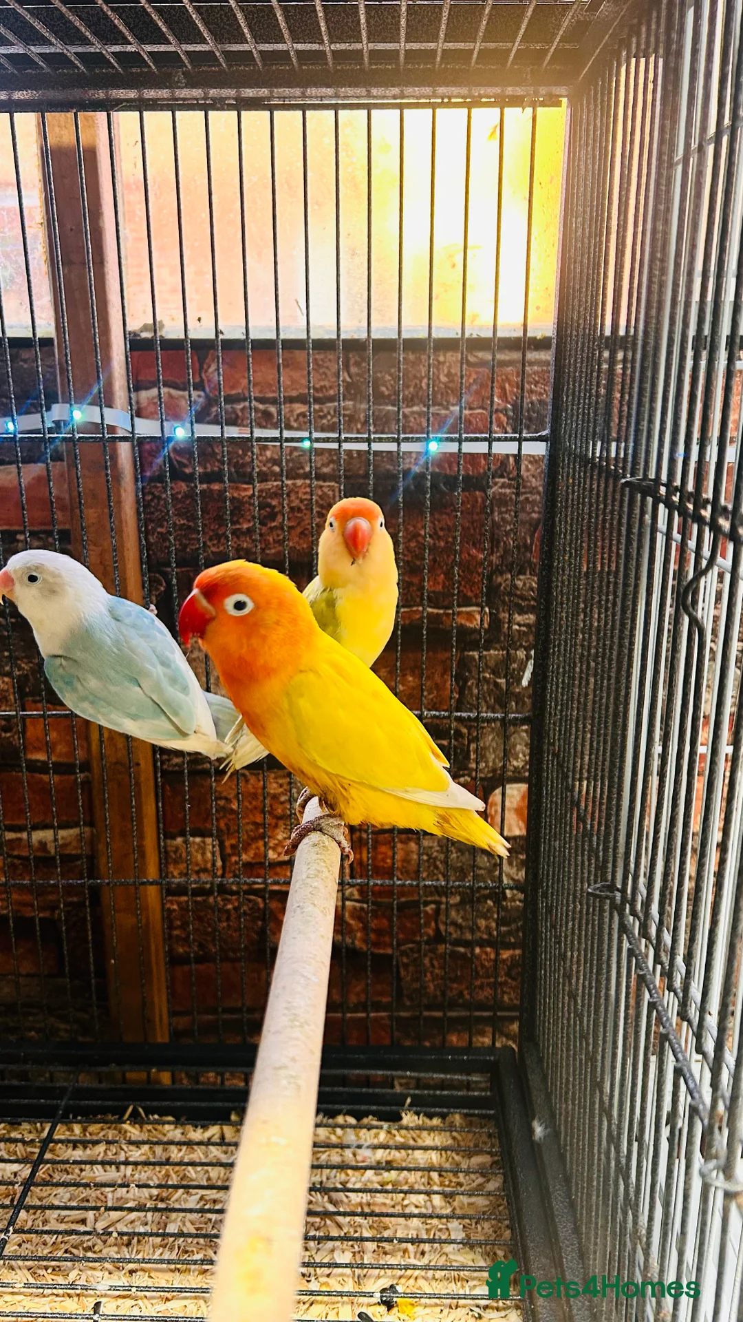 Lovebirds birds for sale: Various Fischer /masked lovebirds for sale  - Advert 3