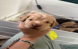 Cocker Spaniel dogs for sale: Working cocker spaniels - Image 7