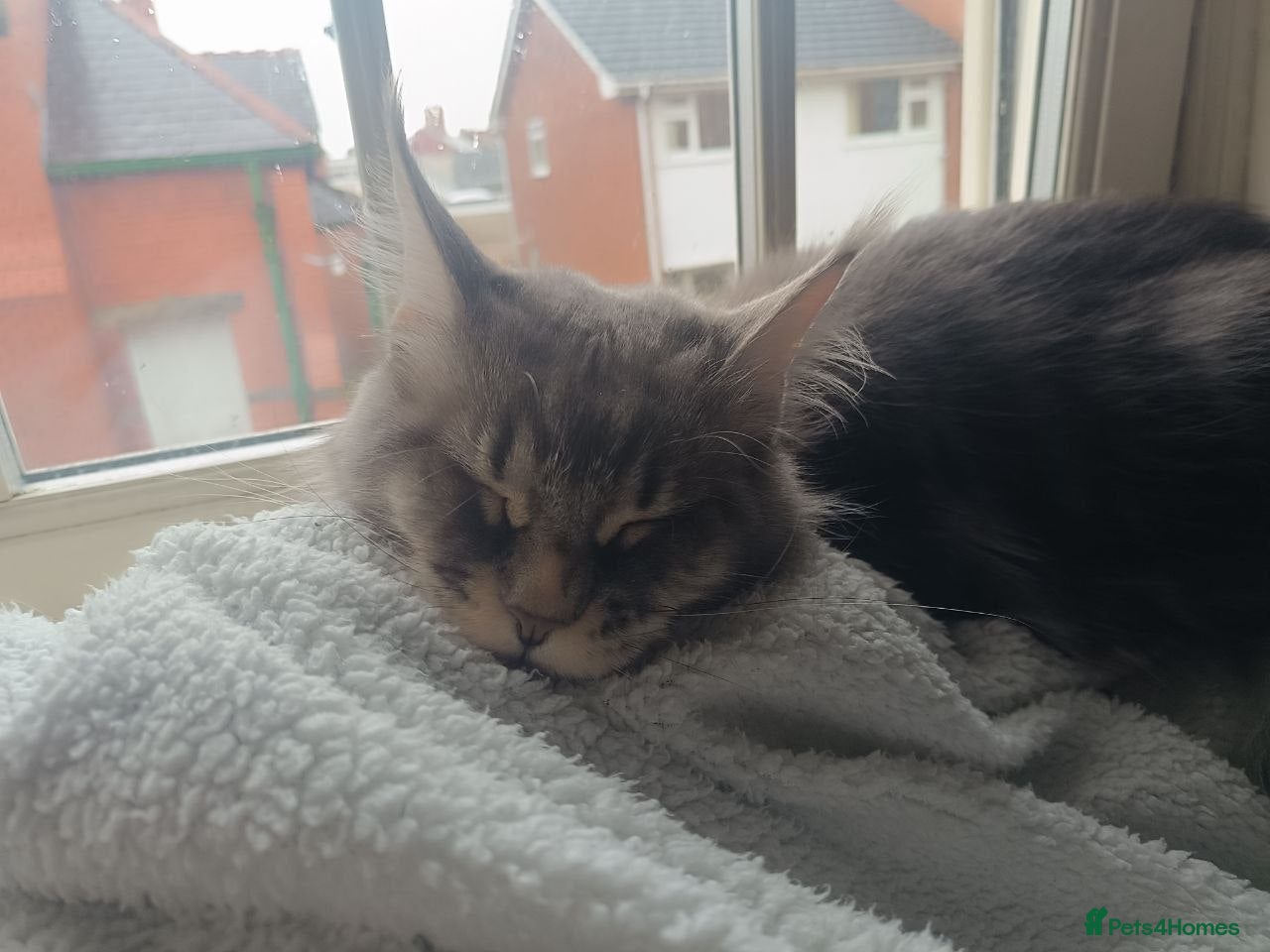 Maine Coon cats Maine coons 4 girls 3 boys  - Advert 1