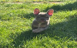 French Bulldog dogs for sale: 11 weeks old Isabella & tan carries fluffy RFG  - Image 20