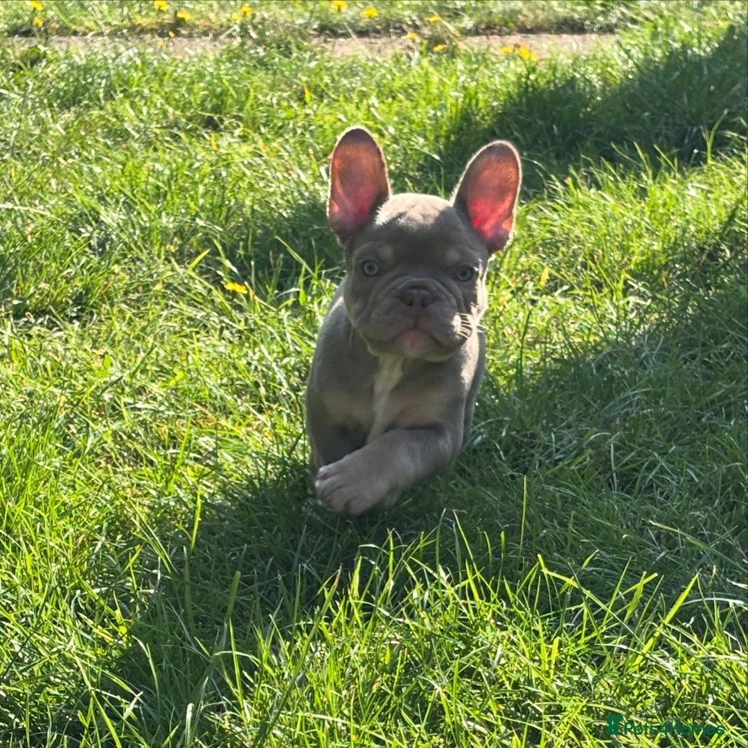 French Bulldog dogs for sale: 11 weeks old Isabella & tan carries fluffy RFG  - Image 20