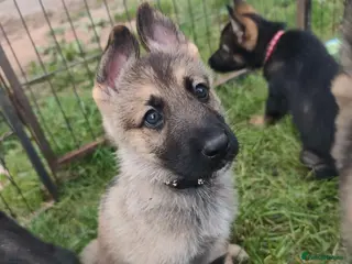 Mixed Breed dogs German Shepherd x Husky/Northern Inuit Puppies - Advert 6