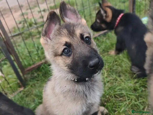Mixed Breed dogs German Shepherd x Husky/Northern Inuit Puppies - Advert 7