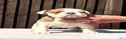 English Bulldog dogs for sale: ✨Purebred English Bulldog Pups✨ - Advert 4