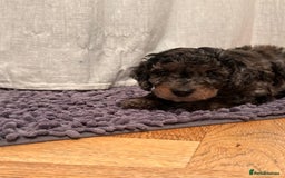 Cockapoo dogs for sale: Fb2 miniature cockapoo - Advert 29