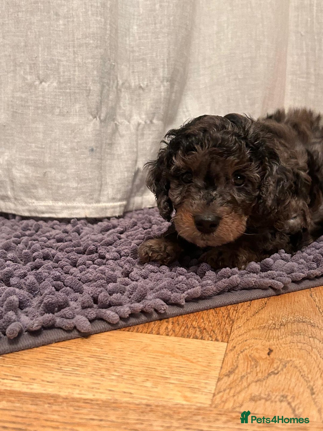 Cockapoo dogs for sale: Fb2 miniature cockapoo - Advert 29