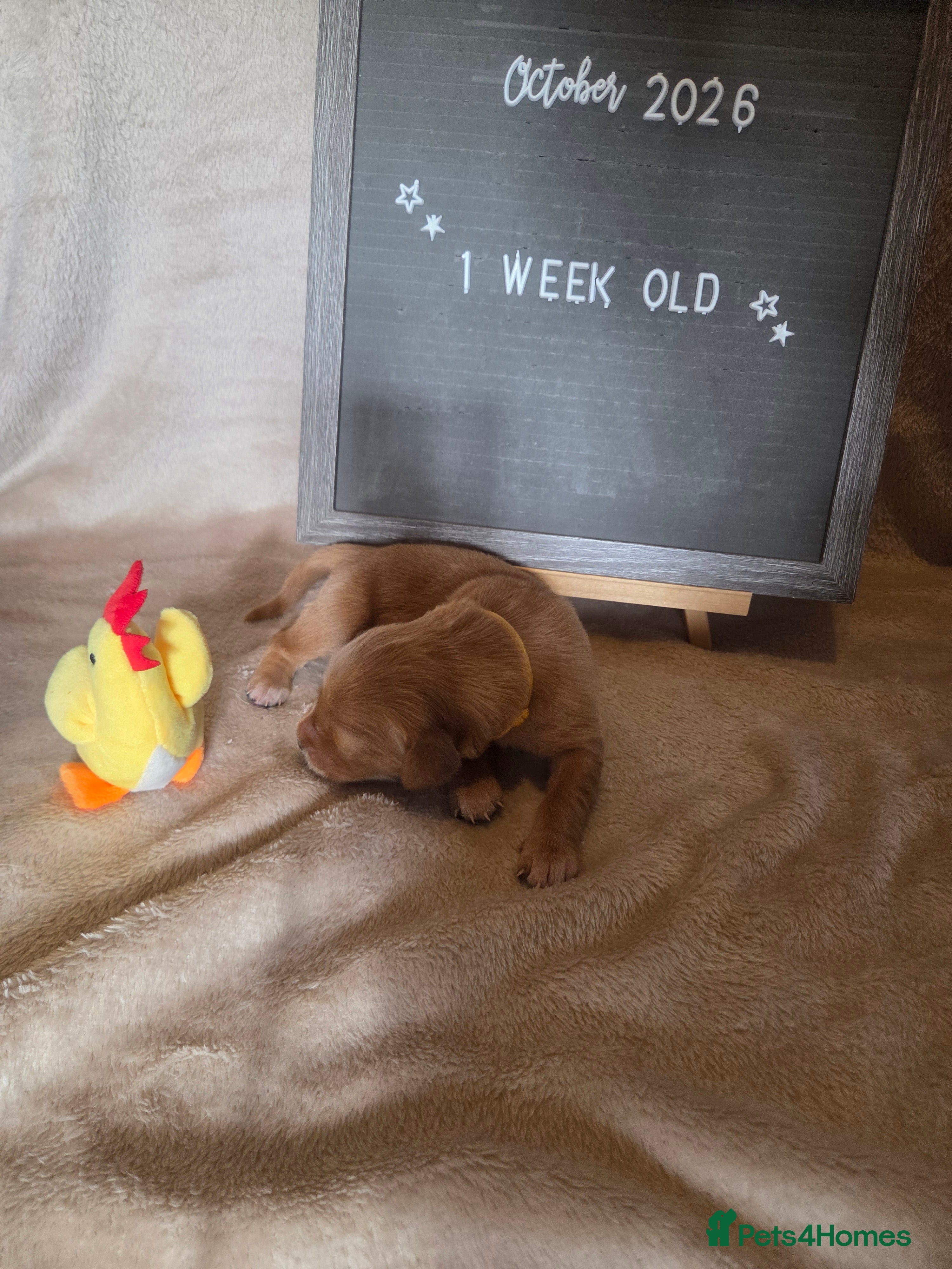 Golden Retriever dogs for sale: Dark red KC Golden retriever puppies - Advert 2