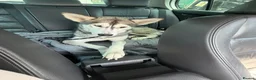 Siberian Husky dogs for sale: 19 month old Siberian husky  - Advert 4