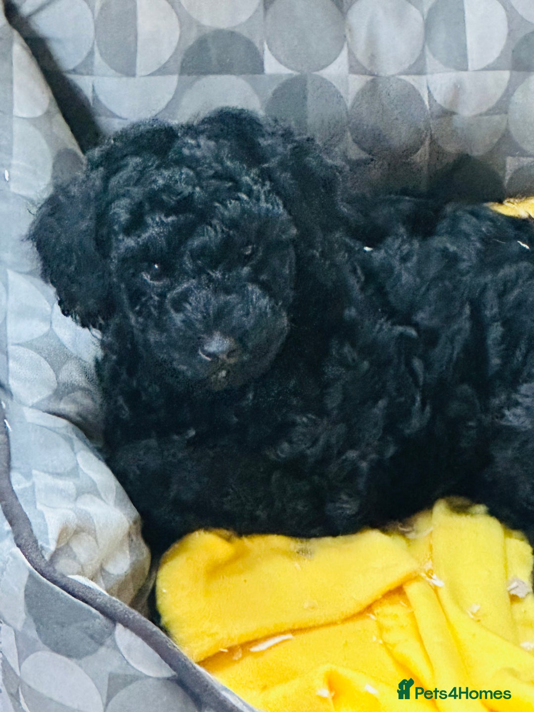 Miniature Poodle dogs for sale: Wow 🤩 how stunning  - Image 2
