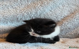 British Shorthair cats for sale: Beautiful unusual British shorthair kittens - Image 30