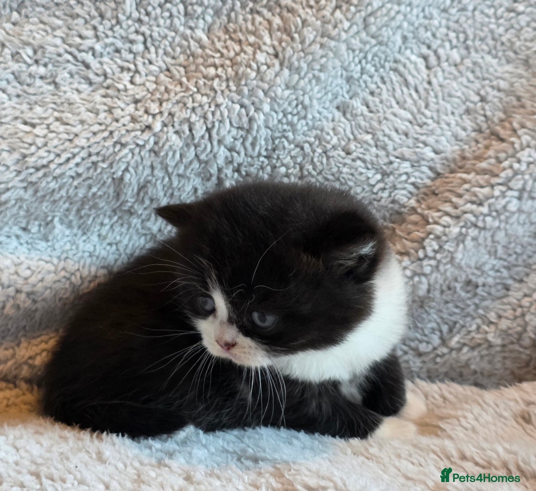 British Shorthair cats for sale: Beautiful unusual British shorthair kittens - Image 30