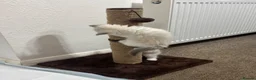 Ragdoll cats for sale: 6 adorable pure-ragdoll Kittens for sale in Walton-on-Thames - Advert 18