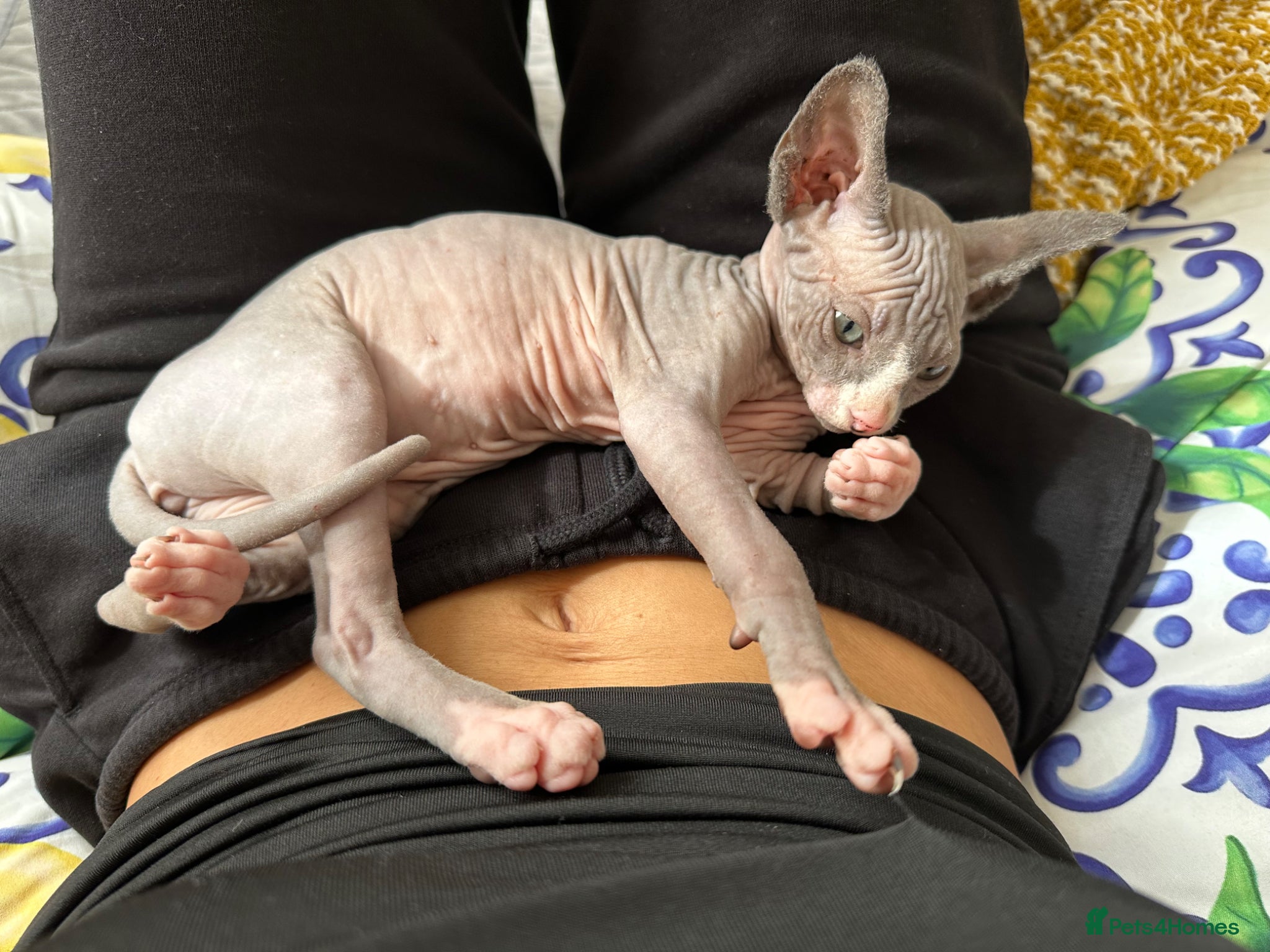 Sphynx cats Adorable female Sphynx  - Advert 6
