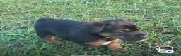 Jack Russell dogs for sale: Gorgeous JRT pups  in Cheltenham - Advert 5