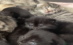 Mixed Breed cats for sale: Kittens for sale - Image 21