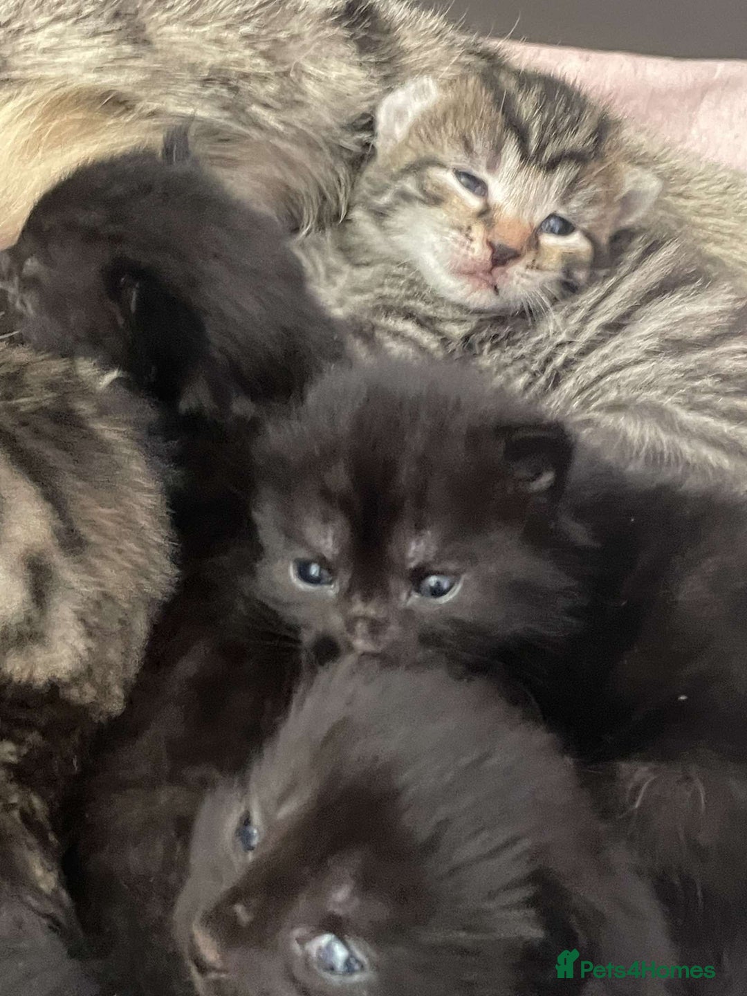 Mixed Breed cats for sale: Kittens for sale - Image 21