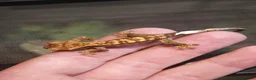 Gecko reptiles for sale: Crested Geckos  in Saint Leonards-on-sea - Advert 2