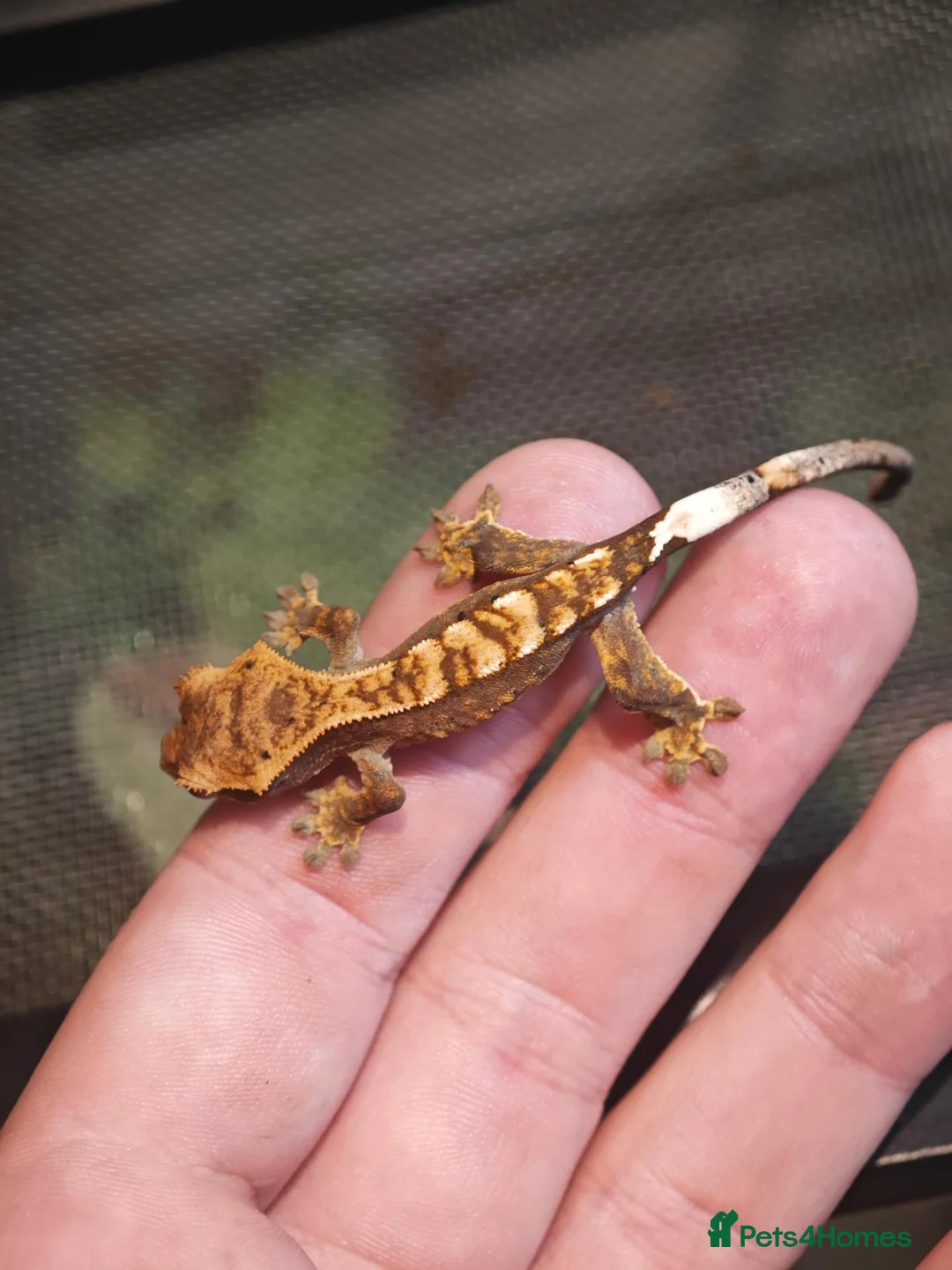 Gecko reptiles for sale: Crested Geckos  in Saint Leonards-on-sea - Advert 2