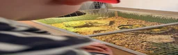 Tortoise reptiles for sale: Male Horsefield Tortoise  - Advert 5