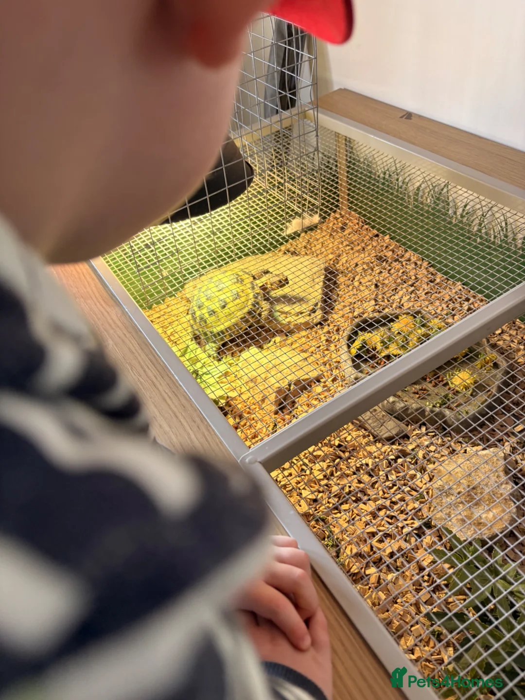 Tortoise reptiles for sale: Male Horsefield Tortoise  - Advert 5