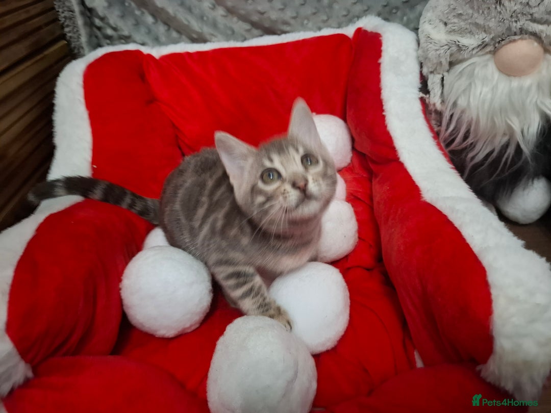 Bengal cats for sale: Last stunning Blue pure bengal kitten available! - Advert 30