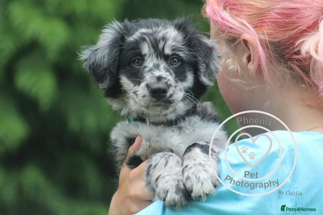 Mixed Breed dogs for sale: ☀️🌙Waiting list open🌙☀️ - Advert 23