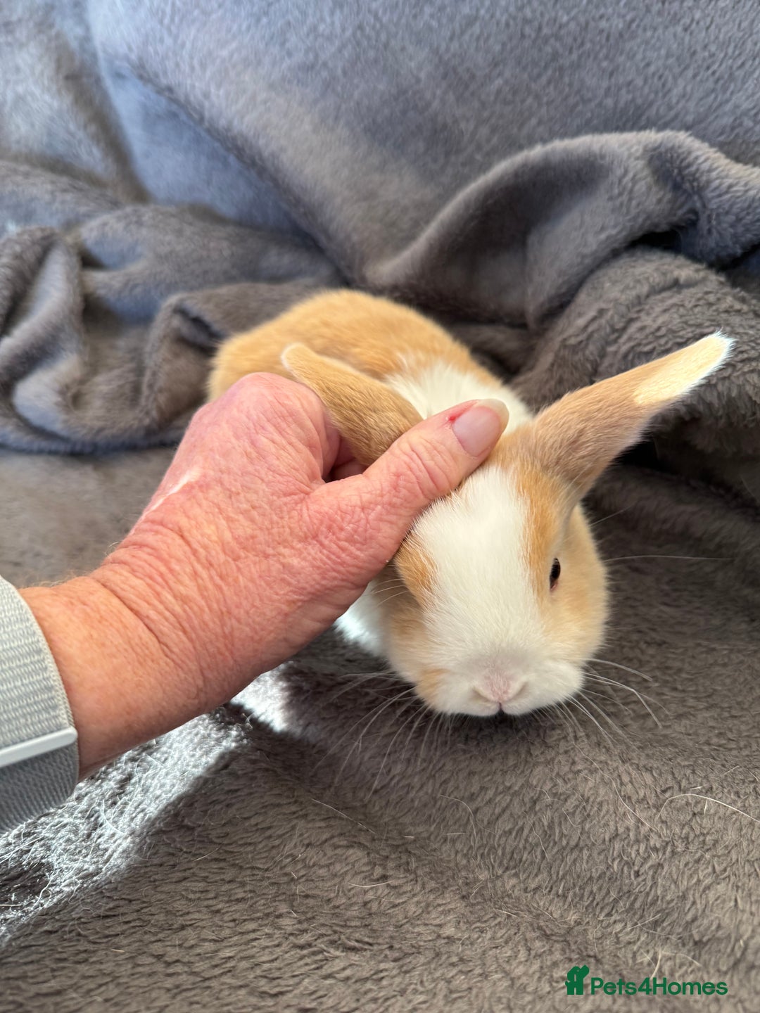Mixed Breed rabbits for sale: Beautiful friendly baby bunnies ready in 4 weeks  - Advert 8