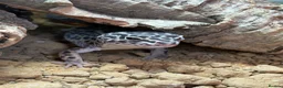 Leopard Gecko reptiles for sale: Mack snow leopard gecko  - Advert 5