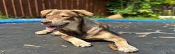 Mixed Breed dogs for sale: Red fox Labrador/husky - Advert 5