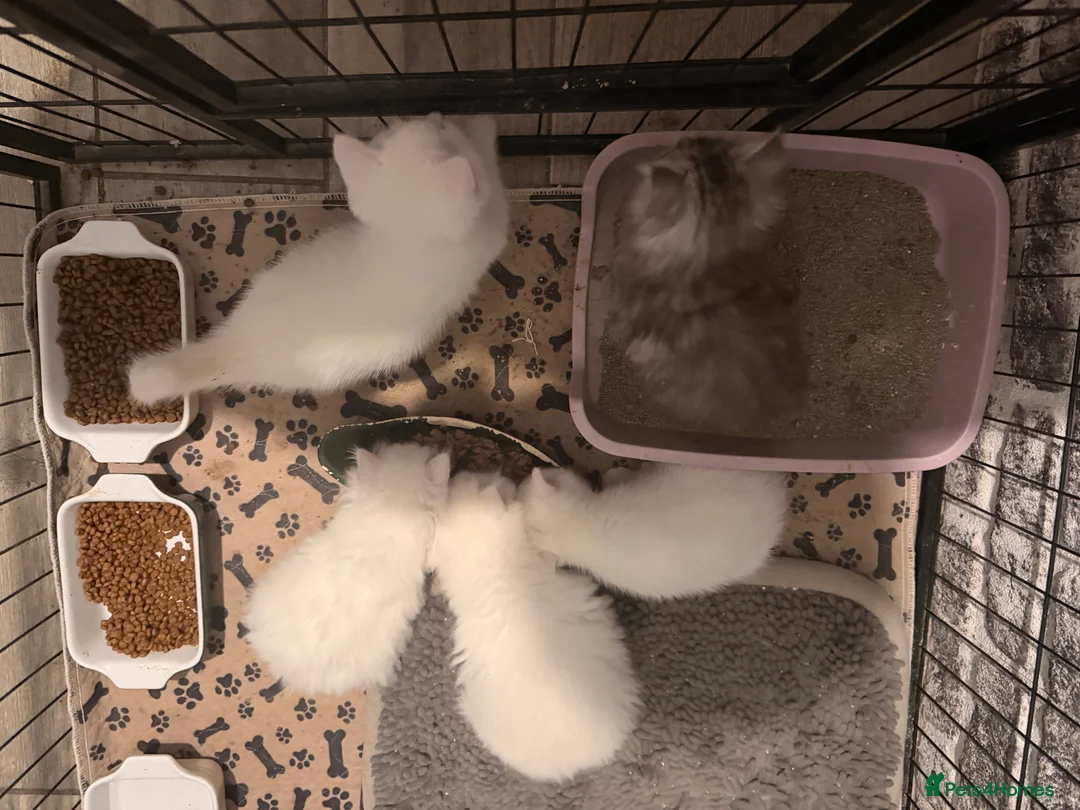 Persian cats for sale: Ready soon, 5 persian X kittens - Advert 21