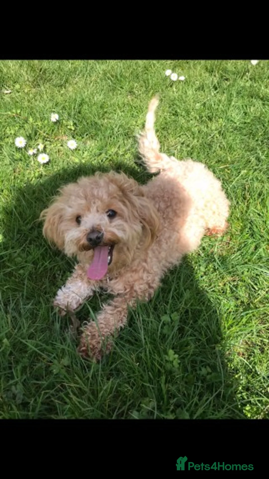 Maltipoo dogs for stud: Apricot Maltipoo for Stud in Broadstone - Advert 2